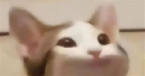 POPCAT CLASSIC.